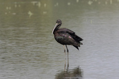 Plegadis falcinellus