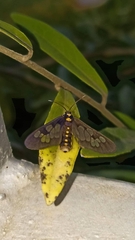 Eressa confinis
