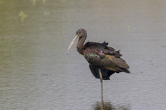 Plegadis falcinellus