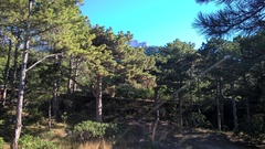 Pinus nigra pallasiana