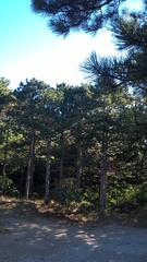 Pinus nigra pallasiana