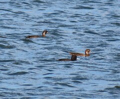 Netta erythrophthalma