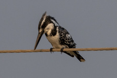 Ceryle rudis leucomelanurus