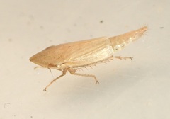 Euacanthella palustris
