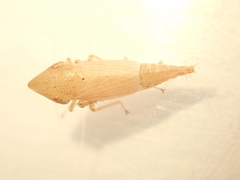 Euacanthella palustris