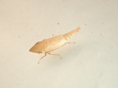 Euacanthella palustris