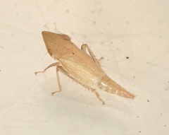 Euacanthella palustris