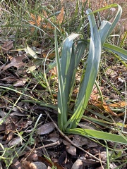Eryngium yuccifolium