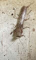 Tarachodes sanctus