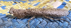 Tarachodes sanctus