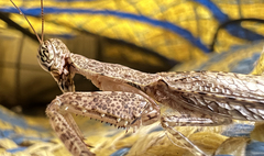 Tarachodes sanctus