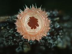 Microstoma floccosum