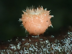 Microstoma floccosum