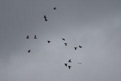 Columba livia domestica
