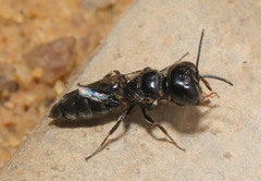 Apoidea