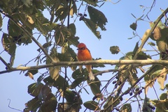 Piranga bidentata