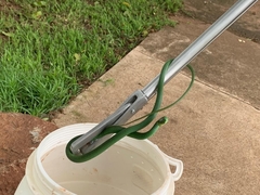 Philothamnus natalensis