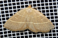 Trisateles emortualis