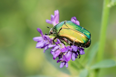 Cetonia aurata