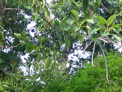 Ducula bicolor