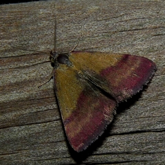 Phytometra viridaria