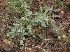 Psephellus turgaicus