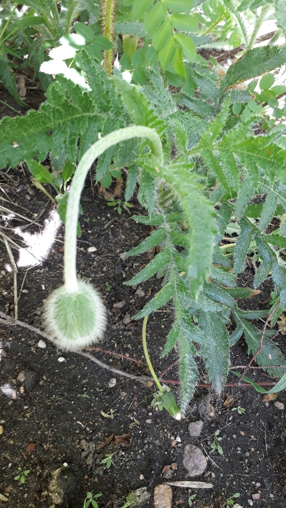 Amapola turca