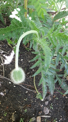 Papaver setiferum (Papaver setiferum)
