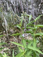 Veronica derwentiana