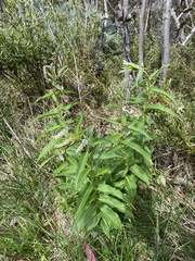 Veronica derwentiana