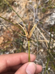 Marsippospermum grandiflorum
