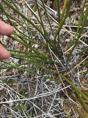 Marsippospermum grandiflorum