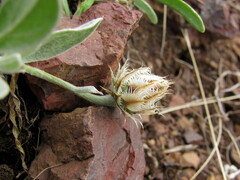 Psephellus turgaicus