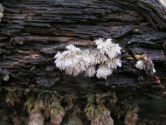 Basidiomycota