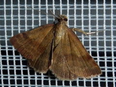 Phytometra viridaria