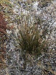 Rostkovia magellanica