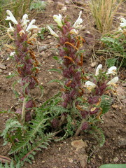Pedicularis physocalyx