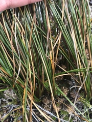 Rostkovia magellanica