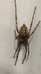 Tegenaria