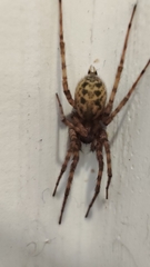 Tegenaria