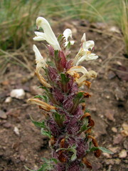 Pedicularis physocalyx