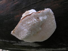 Fuscopostia lateritia