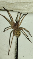 Tegenaria