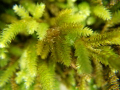 Scorpiurium circinatum