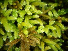 Scorpiurium circinatum