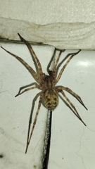 Tegenaria