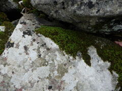 Scorpiurium circinatum