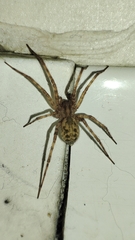Tegenaria