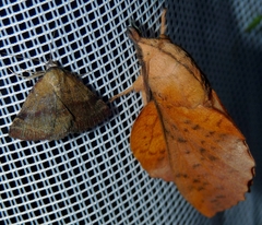 Phytometra viridaria