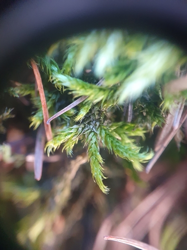 Image of Lescuraea plicata by no rights reserved